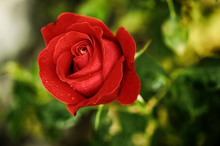 在花园里的红玫瑰