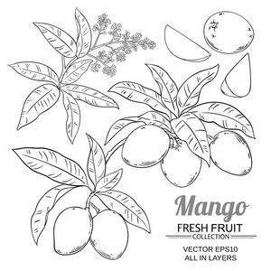 在白色背景下分离的芒果植株载体