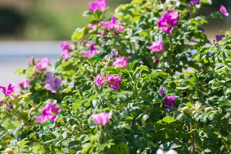 野生玫瑰灌木, 粉红色的花朵和绿色的浆果。阳光明媚的夏日盛开的玫瑰臀部