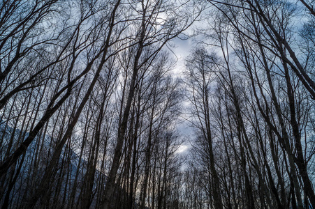 树和山的戏剧性的全景