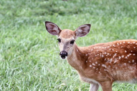 一只斑点的白尾鹿鹿, 没有他的母亲站在草甸独自