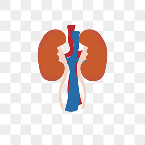 肾上腺矢量图标在透明背景下隔离, ad照片