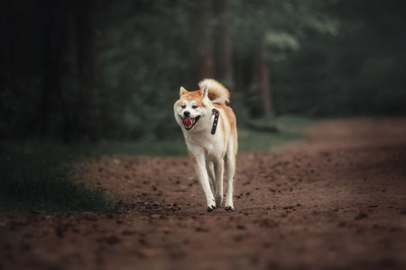 秋田犬狗在森林