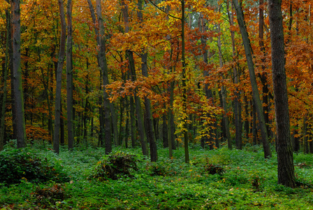 在森林里的秋天