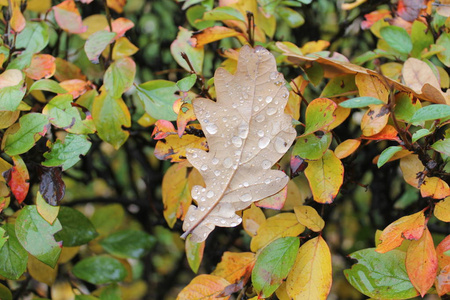 树叶的内侧从树上掉下来, 雨滴滴落