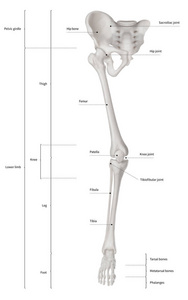人体骨架下肢解剖骨系统或腿骨前视的图表图3d人体解剖学医学图教育和人体概念在白色背景下隔离