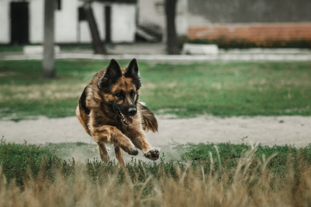 德国牧羊犬