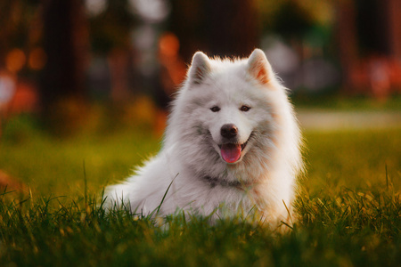 萨摩耶德犬在花园里