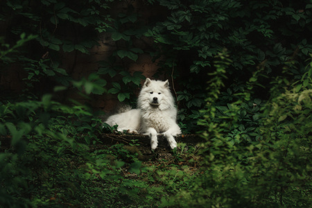 萨摩耶德犬在公园