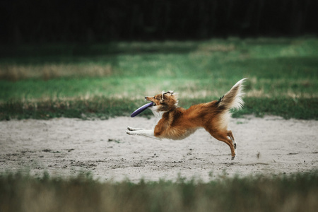 牧羊牧羊犬