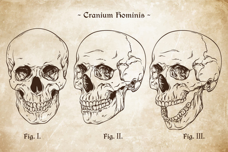 矢量人类头骨设置手绘线条艺术解剖上正确