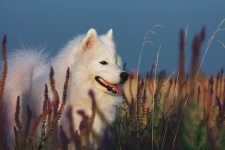 萨摩耶德犬走户外