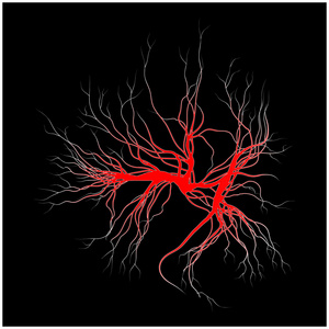 人的血管，红色血管设计。孤立在白色背景上的矢量图
