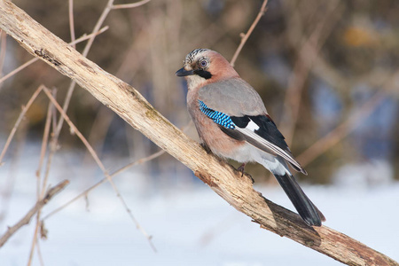 欧亚周杰伦 Garrulus glandarius 坐在一个分支半转弯下, 在寒冷的冬季太阳光线下