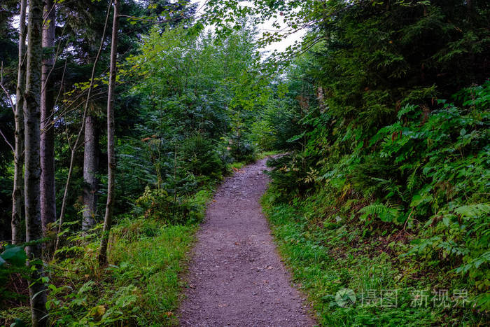 乡村森林里的乡间小石子路, 四周绿树成荫, 天空乌云密布.