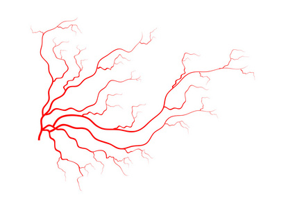 血管怎么画画法图片
