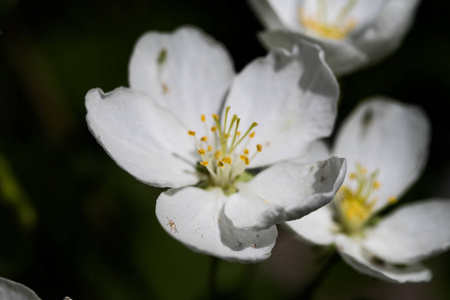 苹果白花, 特写