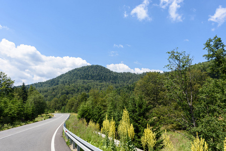 绿色的森林和道路在早上，罗马尼亚布拉索夫山脉的照片