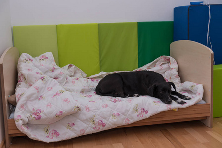 黑狗躺在孩子的床上最喜欢的地方托儿所