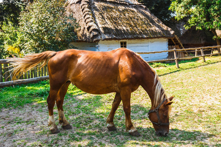 马在草地上放牧的背景下的房子