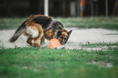 德国牧羊犬