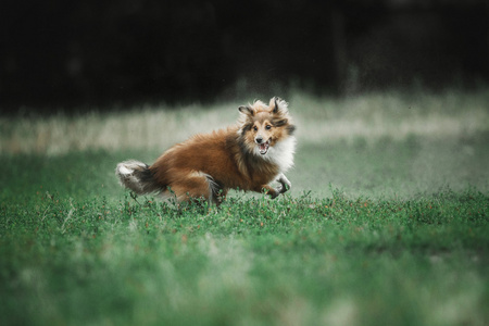 牧羊牧羊犬