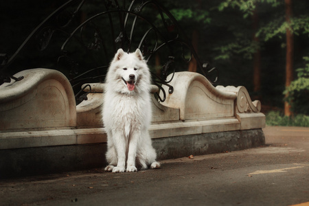 萨摩耶德犬在公园