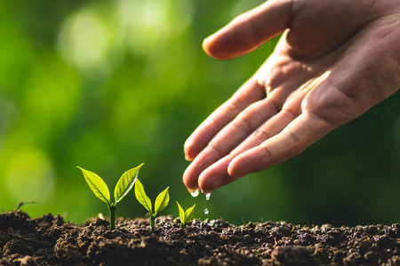 小树树苗咖啡树护理由手工自然晚上背景照片