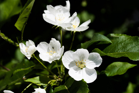 苹果白花, 特写