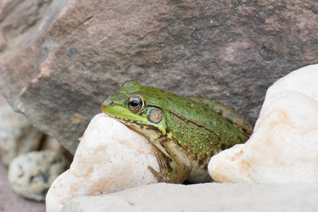 在一块岩石上牛蛙图片