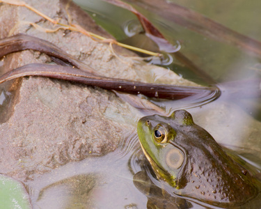在夏天池塘里的牛蛙图片
