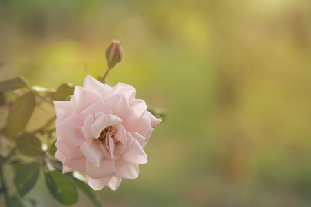 的花瓣美丽的玫瑰花的花瓣城市花园红色玫瑰花,绿色草地背景上有水滴
