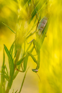 欧洲螳螂 螳螂 religiosa 躲藏在植物埋伏其他昆虫猎物