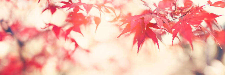 秋季日本槭树