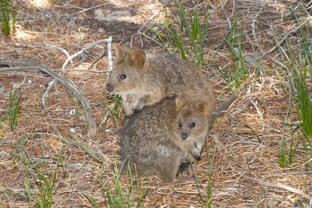 QuokkasRottnest 岛澳大利亚