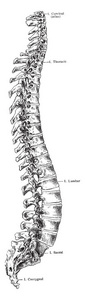 这个插图代表脊柱的侧面视图, 复古线画或雕刻插图