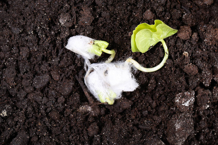棉花种子发芽并准备播种照片