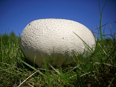 在草原上生长的巨型马勃 (calvatia 柏) 真菌.草深蓝天背景照片