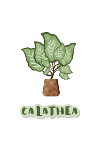 Calathea 盆栽在锅上。矢量 illustraton