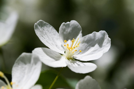 苹果白花, 特写