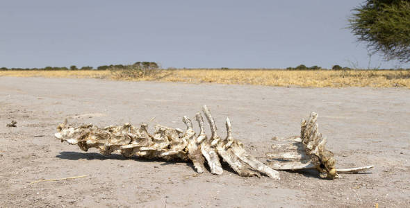 喀拉哈里沙漠动物图片