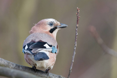 亚欧杰伊 Garrulus glandarius 栖息在树枝上, 棕色背景模糊。蓝眼睛和明亮的蓝翅补丁的粉红色灰色到红棕色的