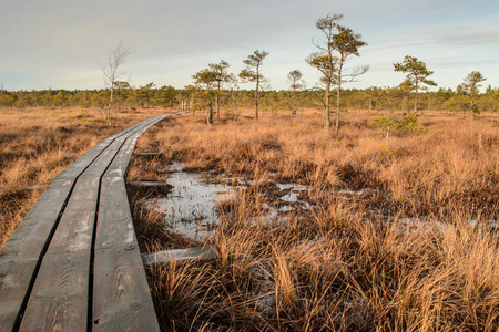 伟大的 Kemeri 沼泽木板路在 12月, Kemeri 国家公园, 拉脱维亚