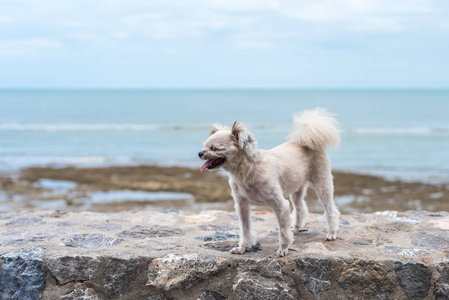 狗这么可爱的米色混合品种与石慈, 波美拉尼亚和贵宾犬在岩石海滩上愉快的乐趣时, 与自然海滩和热带海洋与蓝天和在海滩上的岩石的地