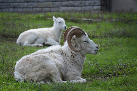Dall 羊躺在草地上