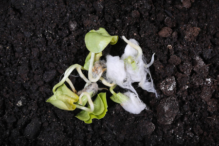 棉花种子发芽并准备播种照片