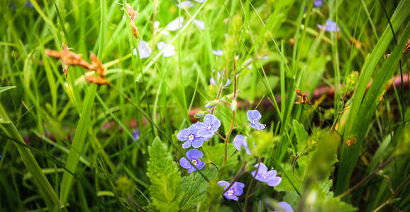 维罗妮卡 chamaedrys温柔的蓝色花朵从草丛深处看着我们