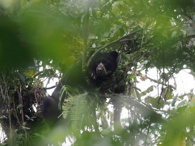 眼镜熊, Tremarctos ornatus, 是喂食在山上的树在 Maquipucuna, 厄瓜多尔的雾森林