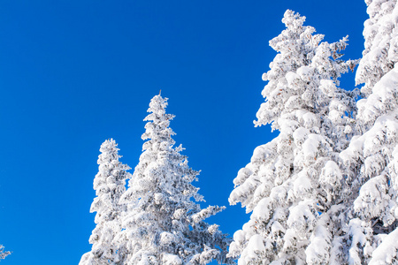 充满活力的冬季度假背景与松树受大雪和蓝蓝的天空