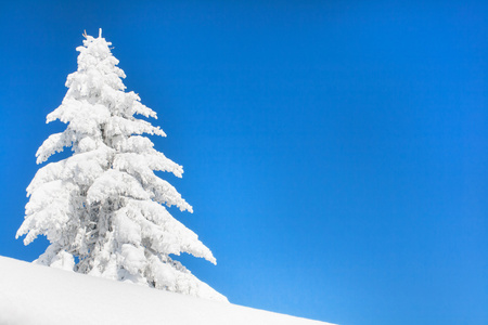 充满活力的冬季度假背景与松树受大雪和蓝蓝的天空照片